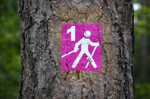 Gesunder Sport: Nordic Walking